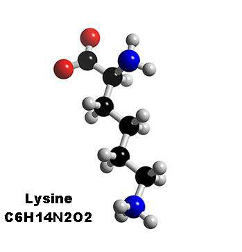 Lysine molecule, required for destroying coronary artery plaques from the walls of collagen-deprived arteries.